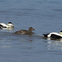 Eiderenten, Helgoland, April 2018