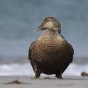 Eiderente f, Helgoland, April 2018