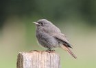 Hausrotschwanz Jungvogel, Rott, Juli 2011