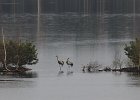 Kraniche, Tister Bauernmoor, April 2012