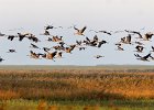 Kraniche, G&#38;uuml;nzer See, Oktober 2013