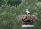 Wei&#38;szlig;-Storch, Gunzenhausen, August 2012