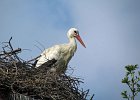 Wei&#38;szlig;storch, Karlsdorf, April 2011