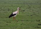 Wei&#38;szlig;storch, Oostvaardersplassen (NL), Mai 2012
