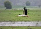 Wei&#38;szlig;storch, Oostvardersplassen (NL), Mai 2012
