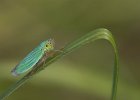 Binsenschmuckzikade (Cicadella viridis) August 2018.