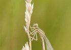 Blaue Federlibelle, Platycnemis pennipes, Wittighausen Juni 2018.