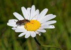 Echter Schenkelk&#38;auml;fer, (oedemera podagrariae aus)