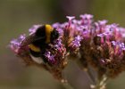 Erdhummel, bombus terrestris, Keltern, Juli 2020