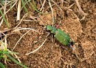 Feld-Sandlaufk&#38;auml;fer, (cicindela campestris)