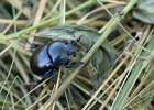 Fr&#38;uuml;hlingsmistk&#38;auml;fer (geotrupes vernalis)