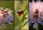 Gemeine Breitstirnblasenkopffliege (Sicus ferrugineus), Keltern, Mai 2020