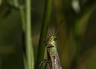 Gemeiner Grash&#38;uuml;pfer, (chorthippus parallelus)