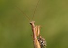 Gottesanbeterin, Mantis religiosa, Keltern 2017