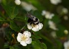 Grauschwarze D&#38;uuml;stersandbiene, andrena cineraria, Keltern,  April 2019