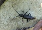 Großer Eichenbock Cerambyx cerdo, Keltern, Juli 2019