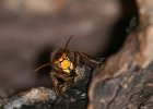 Hornisse, (vespa crabro)