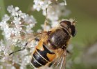 Mistbiene, (eristalis)