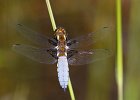 Plattbauchlibelle m&#38;auml;nnlich, (libellula depressa)