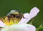 Rosenk&#38;auml;fer, (cetonia aurata)