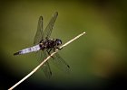 Spitzenfleck, (libellula fulva)