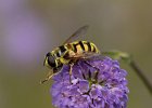 Totenkopfschwebfliege, Myathropa florea, Pfinzquellen, August 2020