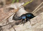 Waldmistkäfer, Anoplotrupes stercorosus, Ersingen, August 2017