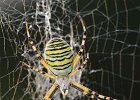 Wespenspinne, (argiope bruennichi)