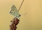 Brauner Feuerfalter, Lycaena tityrus (m),Keltern 2017
