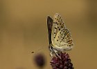 Brauner Feuerfalter, Lycaena tityrus, Keltern, Juli 2016