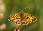 Braunfleckiger Perlmutterfalter, boloria selene