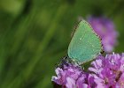 Brombeer-Zipfelfalter, callophrys rubi
