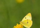 Goldene Acht, Weisskleegelbling, Colias hyale, Ersingen August 2017