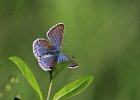 Himmelblauer Bl&#38;auml;uling f, Polyommatus bellargus, Keltern 2014