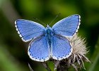 Himmelblauer Bl&#38;auml;uling m, polyommatus bellargus