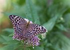 Kaisermantel, Argynnis paphia f. valesina
