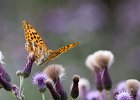 Kaisermantel, argynnis paphia