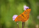 Kaisermantel, argynnis paphia m
