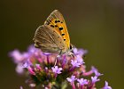 Kleiner Feuerfalter,lycaena phlaeas, Keltern