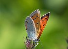 Kleiner Feuerfalter, Lycaena phlaeas