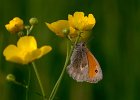 Kleiner Heufalter, coenonympha pamphilus
