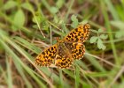 Magerrasen-Perlmutterfalter, Boloria dia, Ersingen, August 2016