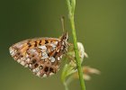 Magerrasen Perlmutterfalter,Boloria dia, Ersinger Springenhalde 2018