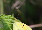 Postillon, colias croceus