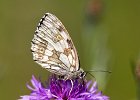 Schachbrett, melanargia galathea