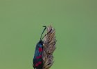 Sechsfleckwidderchen (Zygaena filipendulae), Ersingen
