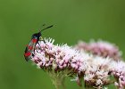 Sechsfleckwidderchen, zygaena filipendulae