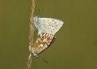 Silbergr&#38;uuml;ner Bl&#38;auml;uling, copula, polyommatus coridon, Keltern 2014