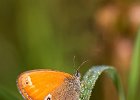 Wei&#38;szlig;bindiges Wiesenv&#38;ouml;gelchen, coenonympha arcania
