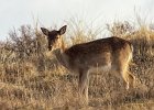 Damhirsch, Zandvoort (NL)